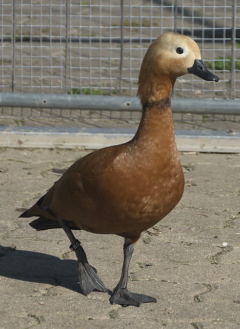 将可能成为